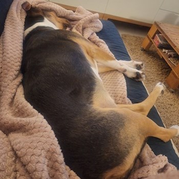 thumbnail petsitter Budapest vagy Állat szitter a kutyák