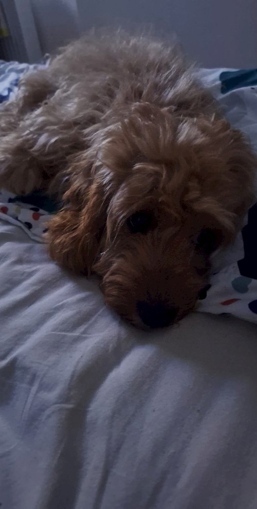 Varga- petsitter Budapest vagy Állat szitter a kutyák