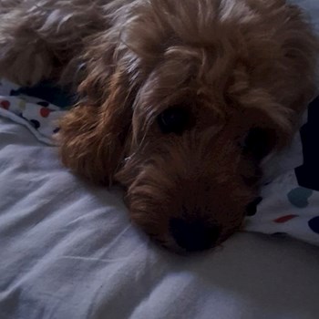 thumbnail petsitter Budapest vagy Állat szitter a kutyák