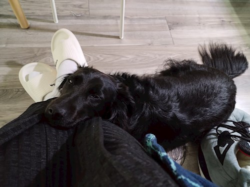 Brigi- petsitter Budapest or Pet nanny for dogs cats