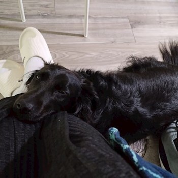 thumbnail petsitter Budapest or pet nanny for dogs cats