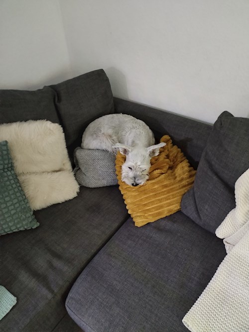 Brigi- petsitter Budapest or Pet nanny for dogs cats