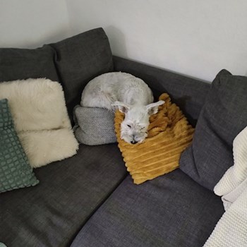 thumbnail petsitter Budapest or pet nanny for dogs cats