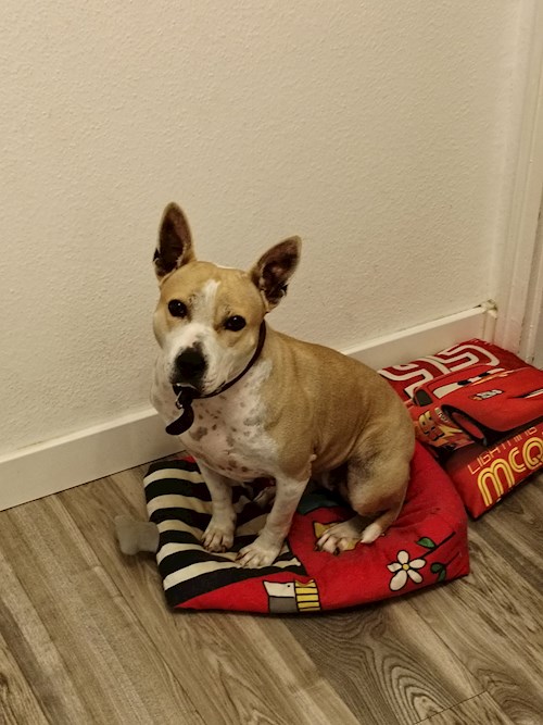 Brigi- petsitter Budapest or Pet nanny for dogs cats