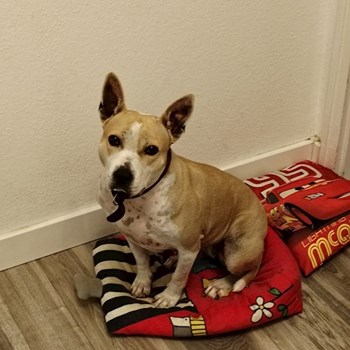 thumbnail petsitter Budapest or pet nanny for dogs cats