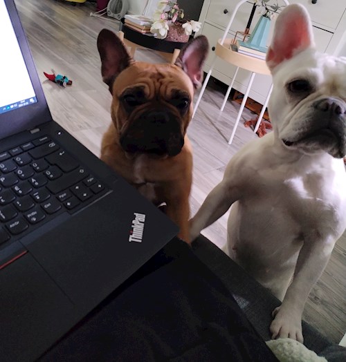 Brigi- petsitter Budapest or Pet nanny for dogs cats