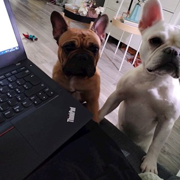 thumbnail petsitter Budapest or pet nanny for dogs cats