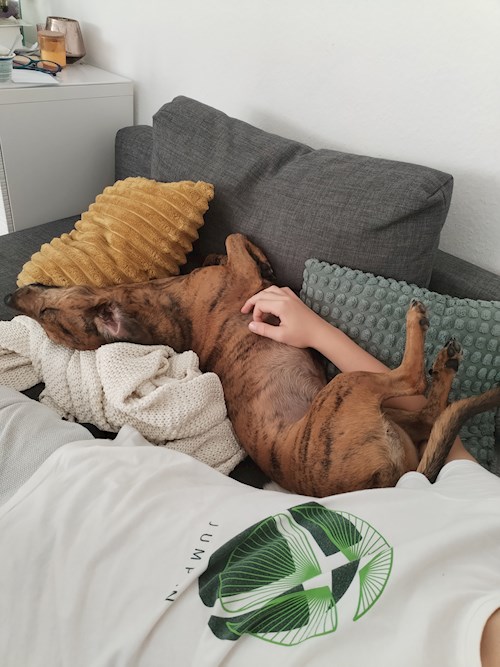 Brigi- petsitter Budapest or Pet nanny for dogs cats