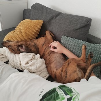 thumbnail petsitter Budapest or pet nanny for dogs cats