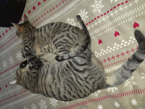 Rádai- petsitter Budapest vagy Állat szitter a kutyák cicák