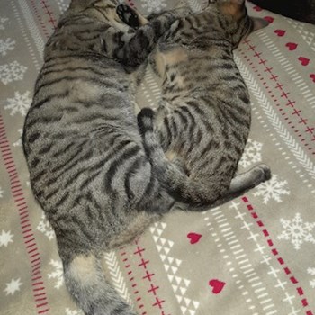 thumbnail petsitter Budapest vagy Állat szitter a kutyák cicák