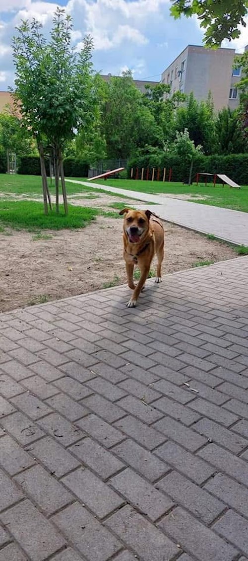 Mihályka- petsitter Budapest vagy Állat szitter a kutyák