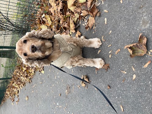 Mihályka- petsitter Budapest vagy Állat szitter a kutyák