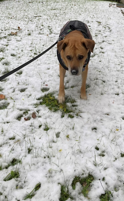 Mihályka- petsitter Budapest vagy Állat szitter a kutyák