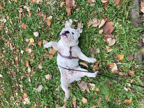 Mihályka- petsitter Budapest vagy Állat szitter a kutyák