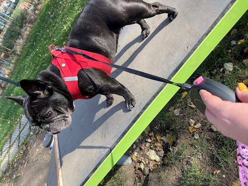 Mihályka- petsitter Budapest vagy Állat szitter a kutyák