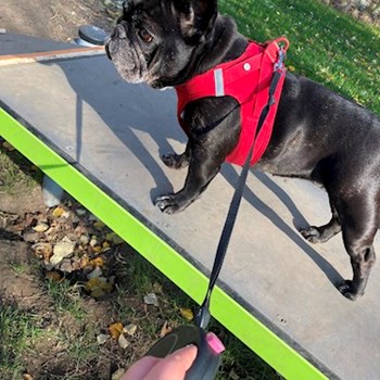 thumbnail petsitter Budapest vagy Állat szitter a kutyák