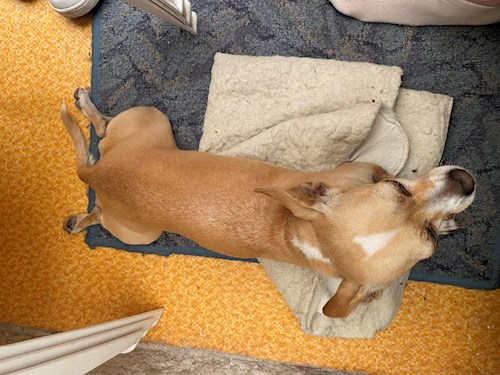 Bernadett- petsitter Budapest vagy Állat szitter a kutyák cicák