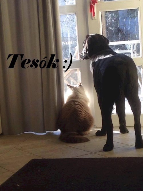 Németh- petsitter Érd vagy Állat szitter a kutyák cicák