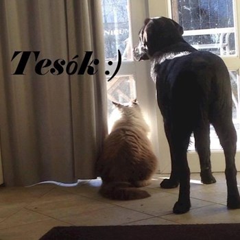 thumbnail petsitter Érd vagy Állat szitter a kutyák cicák