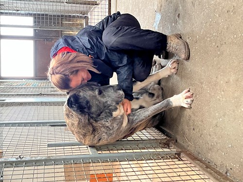 Németh- petsitter Érd vagy Állat szitter a kutyák cicák