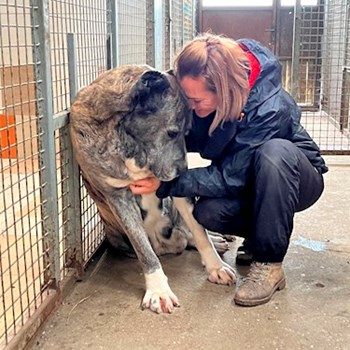 thumbnail petsitter Érd vagy Állat szitter a kutyák cicák