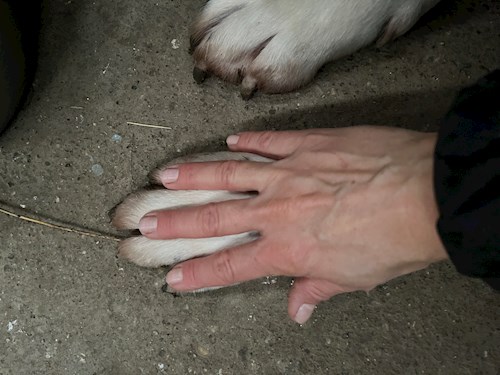 Németh- petsitter Érd vagy Állat szitter a kutyák cicák