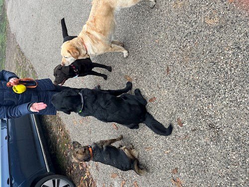 Németh- petsitter Érd vagy Állat szitter a kutyák cicák