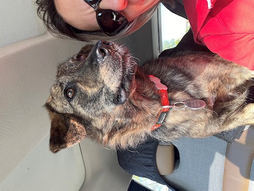 Németh- petsitter Érd vagy Állat szitter a kutyák cicák