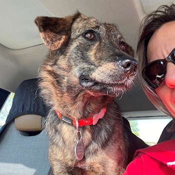 thumbnail petsitter Érd vagy Állat szitter a kutyák cicák