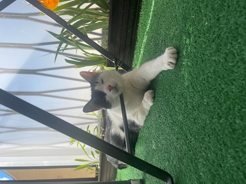 Zsófi- petsitter Budapest vagy Állat szitter a kutyák cicák