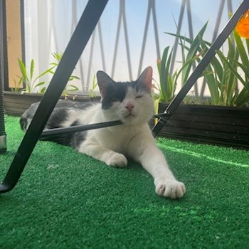 thumbnail petsitter Budapest vagy Állat szitter a kutyák cicák