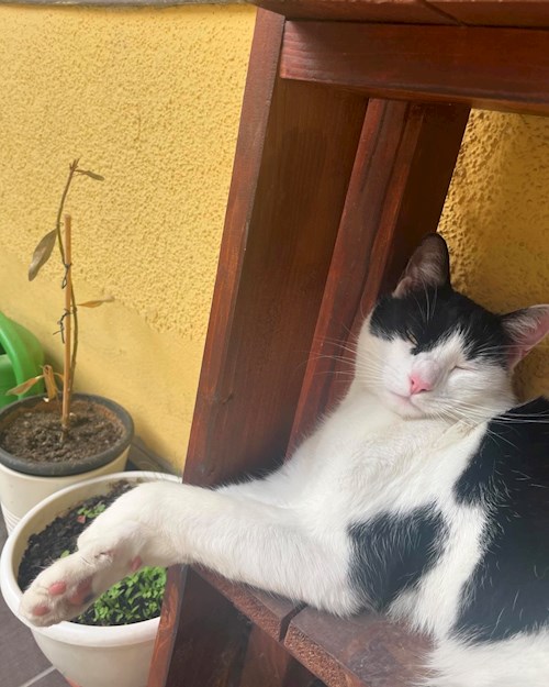 Zsófi- petsitter Budapest vagy Állat szitter a kutyák cicák