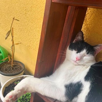 thumbnail petsitter Budapest vagy Állat szitter a kutyák cicák