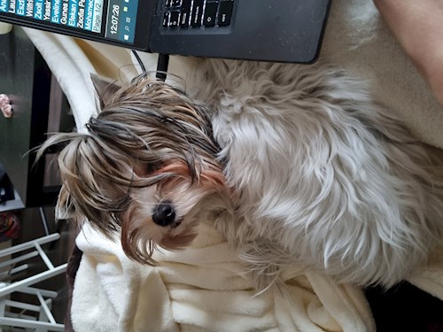 Elisa- petsitter Budapest vagy Állat szitter a kutyák cicák
