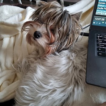 thumbnail petsitter Budapest vagy Állat szitter a kutyák cicák