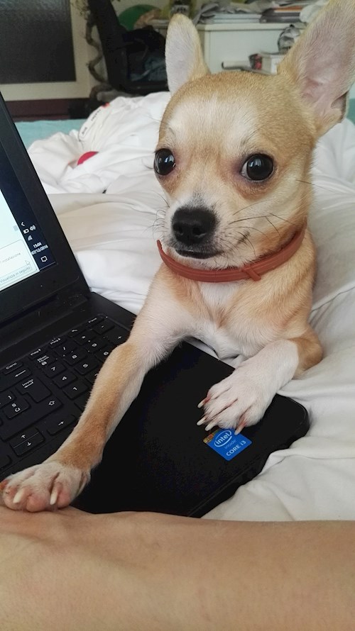 Elisa- petsitter Budapest vagy Állat szitter a kutyák cicák