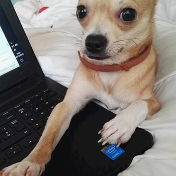 thumbnail petsitter Budapest vagy Állat szitter a kutyák cicák