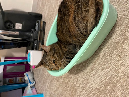 Pék- petsitter Budapest vagy Állat szitter a kutyák cicák