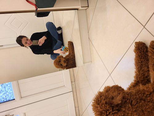 Kata- petsitter Budapest vagy Állat szitter a kutyák cicák