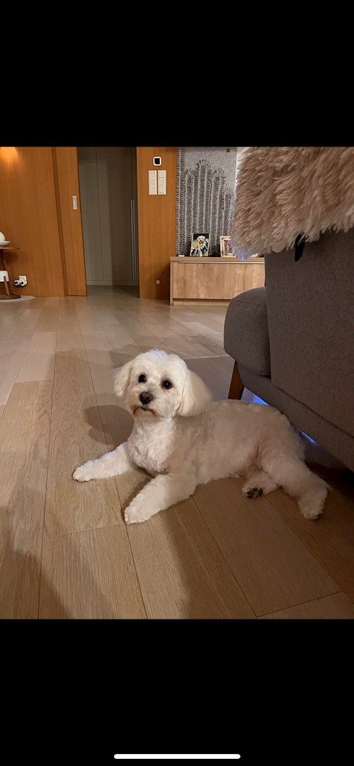 Városi- petsitter Budapest vagy Állat szitter a kutyák cicák