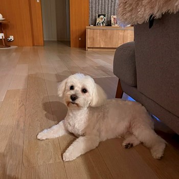 thumbnail petsitter Budapest vagy Állat szitter a kutyák cicák