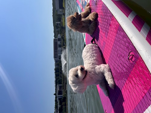 Városi- petsitter Budapest vagy Állat szitter a kutyák cicák