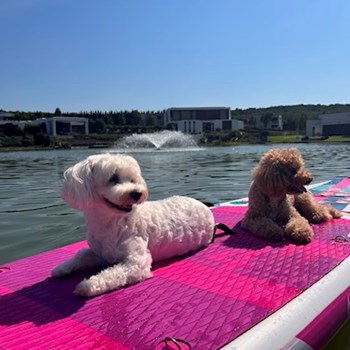 thumbnail petsitter Budapest vagy Állat szitter a kutyák cicák