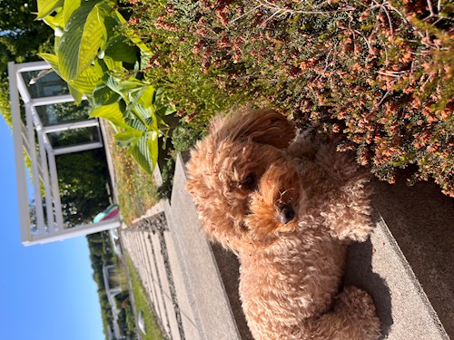 Városi- petsitter Budapest vagy Állat szitter a kutyák cicák