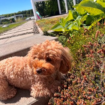 thumbnail petsitter Budapest vagy Állat szitter a kutyák cicák