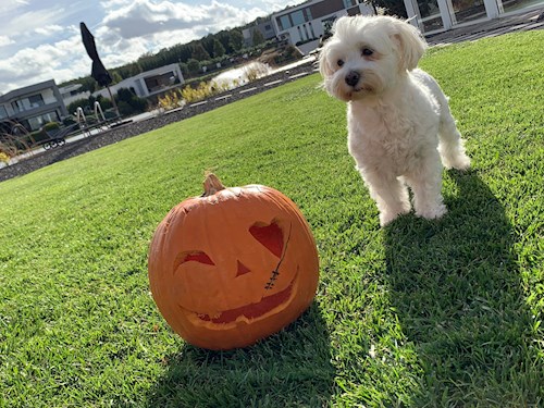 Városi- petsitter Budapest vagy Állat szitter a kutyák cicák