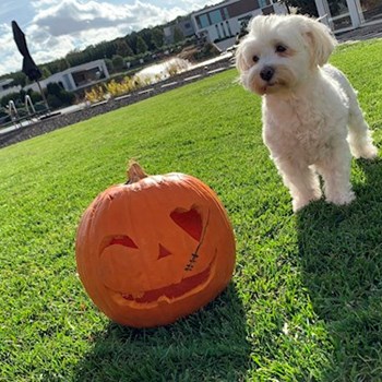 thumbnail petsitter Budapest vagy Állat szitter a kutyák cicák