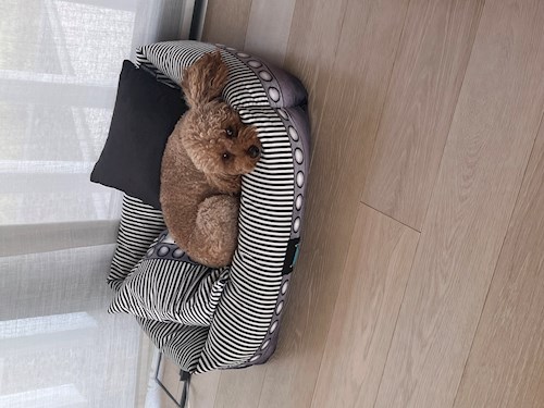 Városi- petsitter Budapest vagy Állat szitter a kutyák cicák