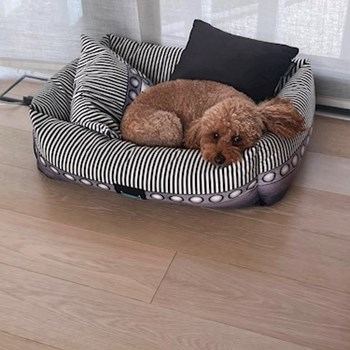 thumbnail petsitter Budapest vagy Állat szitter a kutyák cicák